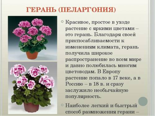СообщениеОкружающий мир четвёртый класс краткое сообщение о цветке герань​