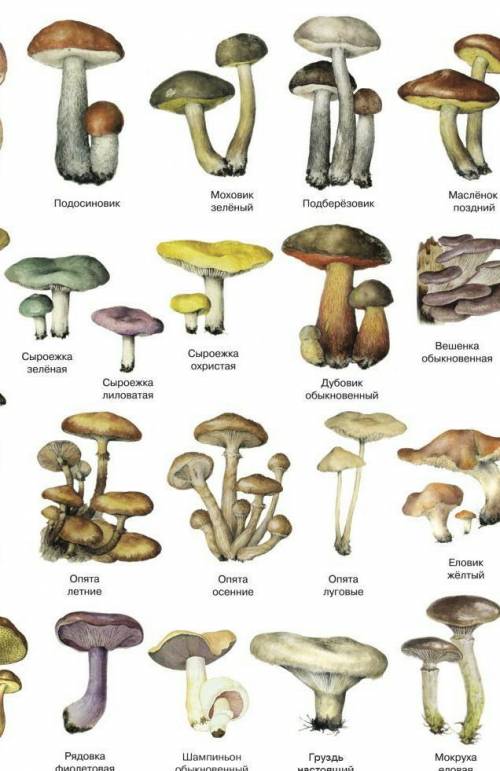Какие виды грибов вы знаете?​