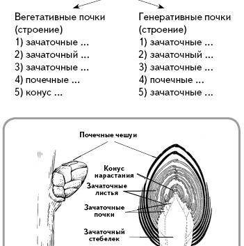 Виды почек. Строение генеративной почки(перечислить)