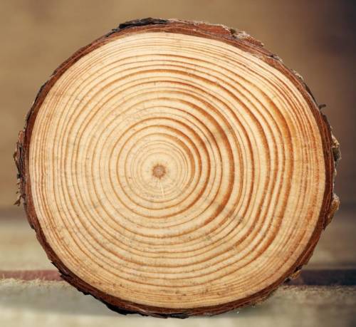Возраст дерева можно определить по поперечному срезу древесины с подсчетом .​