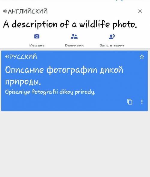 Перевод A description of a wildlife photo.Перевод сделайте