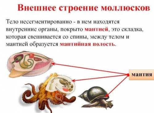 Полость тела у моллюсков, расположенная между телом и мантией, называется полость. Срожно