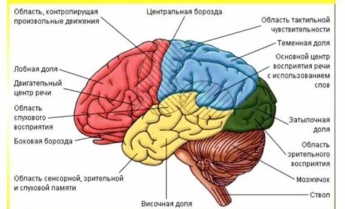 Функции мозга (неменьше 10)​