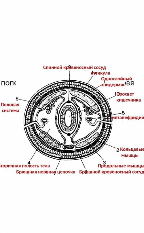 Биология назовите что знаете​