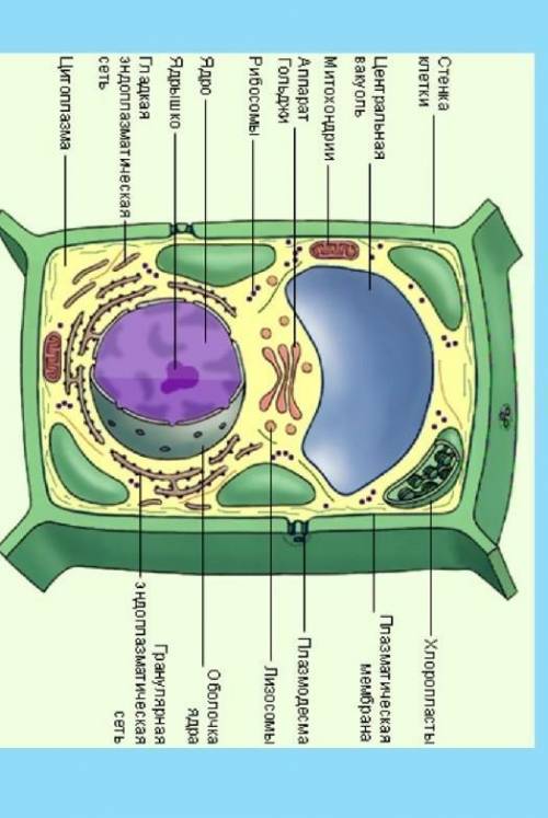 Строение клетки растения