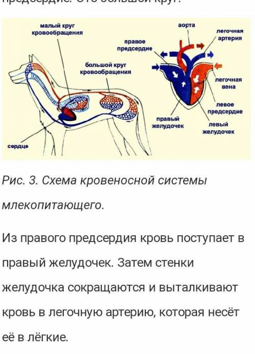 Зарисовать кровеносную систему животных
