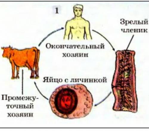 Цикл размножения бычьего цепня​