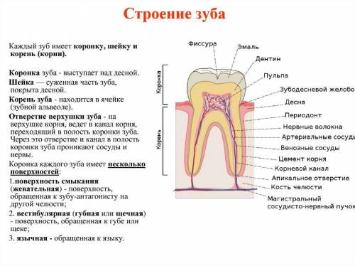 Таблиця будова та функції зубів людини​