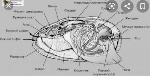 Схема внешнего и внутреннего строения раковины мидии или гребешка