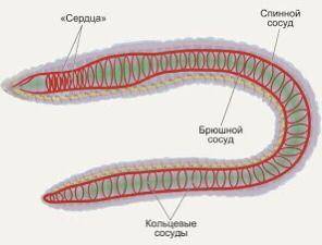 Изобразите в виде схемы кровеносную систему дождевого червя, используя текст учебника