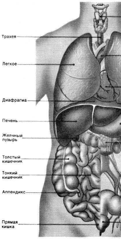 СОР. Задание 1 рассмотри иллюстрацию. напиши название внутренних органов человка по естествознание​