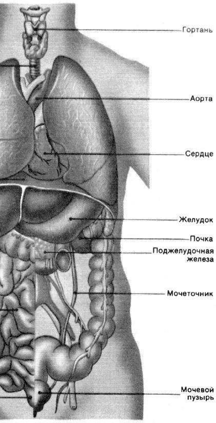 СОР. Задание 1 рассмотри иллюстрацию. напиши название внутренних органов человка по естествознание​