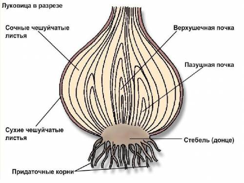 Из каких частей состоит луковица культурного лука?​