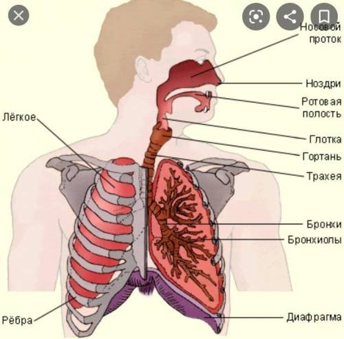 Задание 2Напиши название органов дыхательной системы человекаэт естествознания​