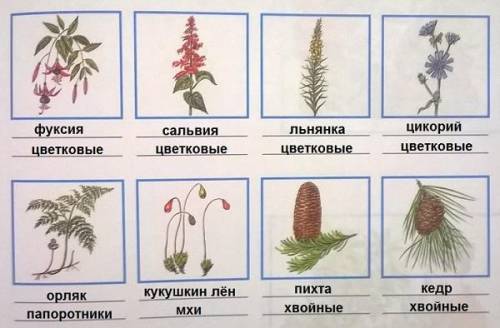 Определите эти растения подпишите названия растений и групп к которым они относятся​
