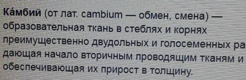 Что такое камбий? Где он расположен?​