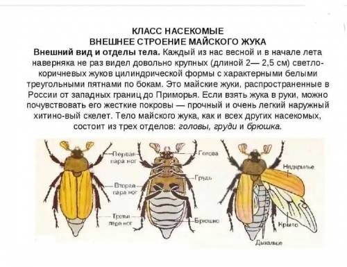 Отметьте особенности класса насекомых и типа членистоногих во внешних строение майского жука.