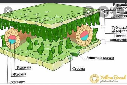 Жапырактын ышкы курылысы​