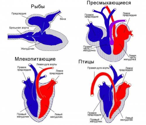 Чем отличается строение сердца членистоногих и хордовых от строения сердца человека?
