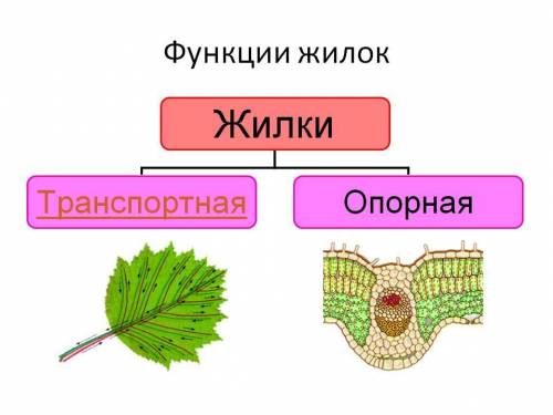 Составьте схему отражающую механическую и проводящую функции жилок листа