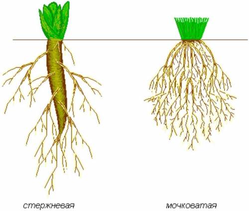 •Какую роль выполняет корень? •Чем отличаются между собой стержневые и мочковатые системы?​