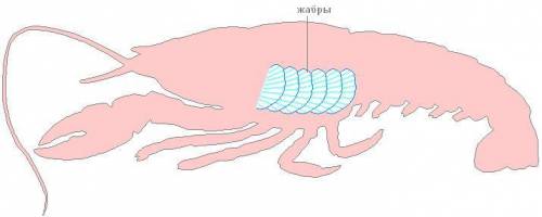 В чём различие дыхательной системы у майского жука и речного рака.
