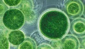 Б інфузорі 2. Укажіть організм, який здатний до фотосинтезу:А хлорелаВ кишкова паличкаБ амеба протей