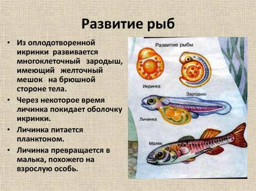 Какой тип развития у рыб?И почему он такой?