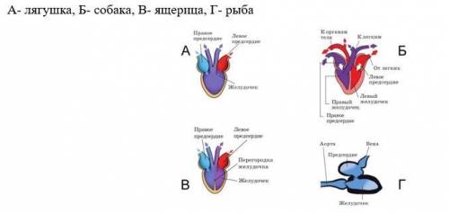Определи У каких животных имеет сердце изображения на рисунке б) опиши особенности строения сердца д