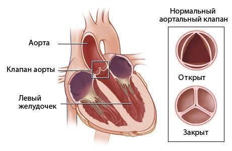 с пояснениями обязательно 4.У человека кровь в аорту поступает из 1) правого желудочка 2) левого жел