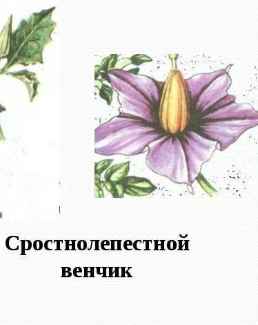 Что такое сростнолепестной цветок?