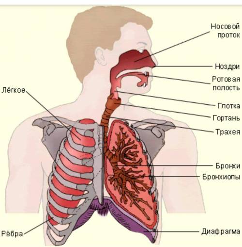 Система органов дыхания. Назовите что где