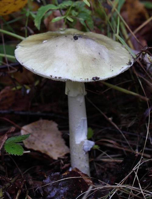 К какой группе относится бледная поганка? А. съедобные грибыБ. ядовитые грибыВ. плесневые грибыГ. гр
