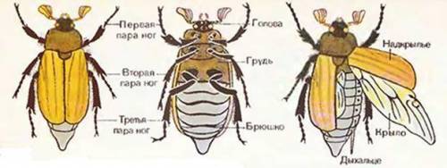 На груди жука найдите две пары крыльев переднюю пары или накрылья и заднюю пару перепончатый крылья