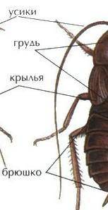 Отделы тела насекомых чёрный таракан