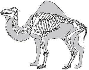 1. У світі існуе два види верблюдів одногорбий верблюд, або дромедар, і двoгoрбий верблюд – бактрiан