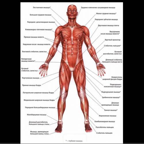 Рисунок мышечной системы​
