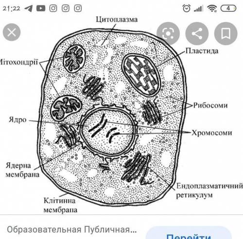До органел клітини належіть всі крім: a) мітохондрія 6) ядро в) нуклеосома г) рибосома