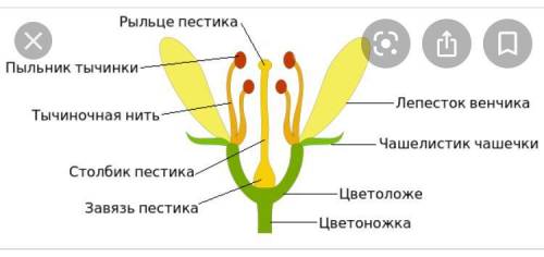 Вопрос Как называется часть цветка, которая защищает его главные части и привлекает насекомыхУкажите