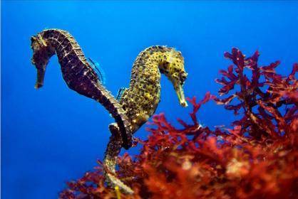 Какое подводное животное откладывает яйца на животе у самца