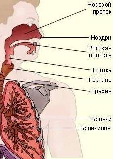 Установите правильную последовательность прохождения воздуха по нижним воздухоносным путям А)Трахея