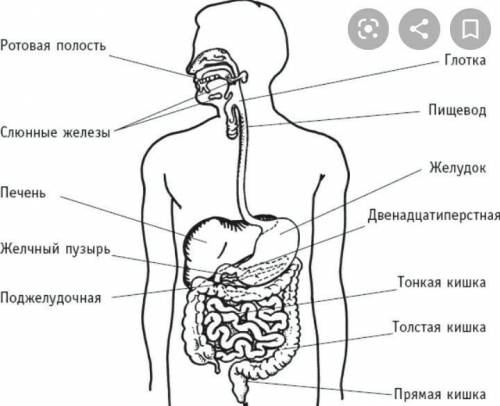 Пищевые железы, сопутствующие этим каналам: ротовая полость, глотка, пищевод, желудок, двенадцатипер