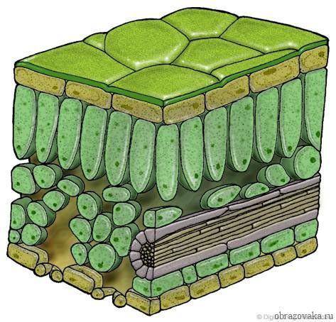 Какое клеточное строение имеет лист