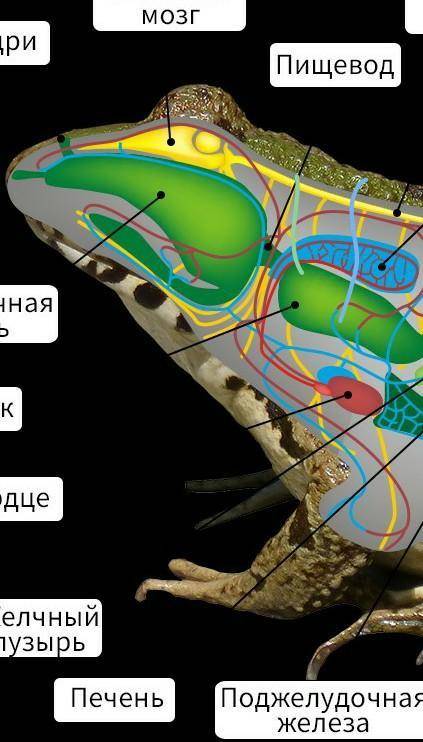 Биология строение лягушки