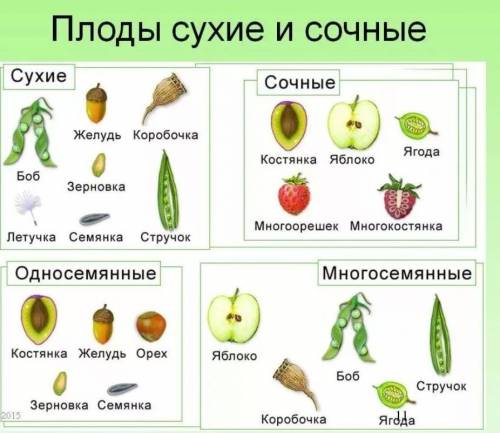 Заполните таблицу название плодов типы плода какие растения имеют такой плод сочный или сухой односе