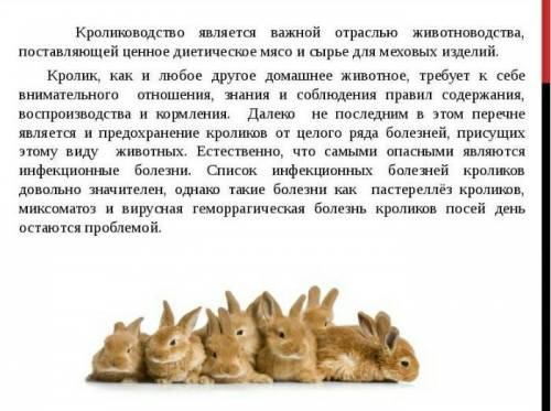Сообщение на тему кролиководство
