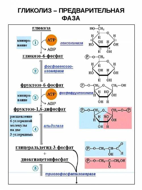 составить простые схемы гликолиза и биологического окисления по этапам