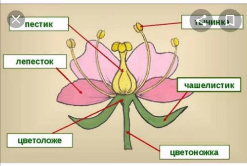 Определите расположение чашелистиков лепестков тычинок пестиков в цветке