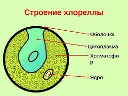 Какой формы хлоропласт у эвглены зелёной,и у хлореллы?​