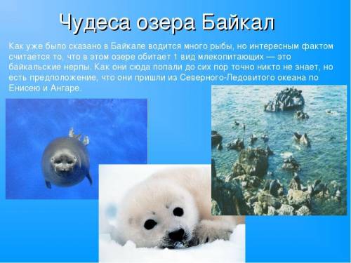 Байкал – уникальное творение природы, самое глубокое озеро в мире (1620 м), воды в нем больше, чем в
